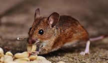 24 Hour & Emergency Exterminators in Lakewood, CO